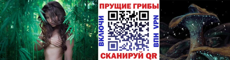 OMG как зайти Первомайск Псилоцибиновые грибы мухоморы